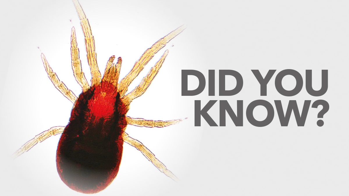 Did you know - Bird Mites Did you know - Bird Mites